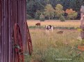 Picture Title - Calves & Wagon Wheels