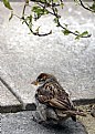 Picture Title - House Sparrow