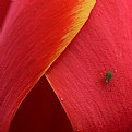 Picture Title - Green Insect