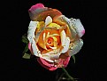 Picture Title - ,.,.sweet rose,.,.