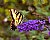 butterfly on the butterfly bush