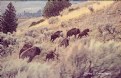 Picture Title - Bison Running