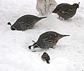 Picture Title - QUAIL