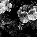 Picture Title - Geraniums