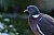 Wood Pigeon