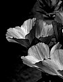 Picture Title - B+W Flower