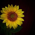 Picture Title - Sunflower