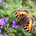 Picture Title - Purple Flowers