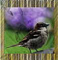 Picture Title - Sparrow