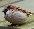 Picture Title - Sparrow