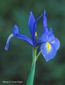 Picture Title - Blue Flag Iris