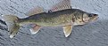 Picture Title - WALLEYE