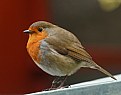 Picture Title - Autumn Robin