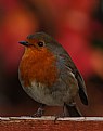 Picture Title - Autumn Robin