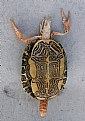 Picture Title - PAINTED CRAWTURTLE