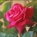 Picture Title - Bright Pink Rose