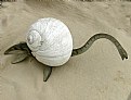 Picture Title - SAND SNAIL