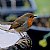 European Robin