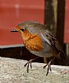 Picture Title - European Robin