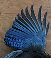 Picture Title - BLUEJAY WING
