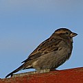 Picture Title - Sparrow