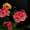 Picture Title - House Geraniums