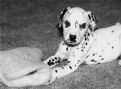 Picture Title - Dalmation Pup