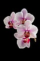 Picture Title - Phalaenopsis MS Sweety Cat