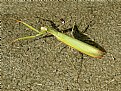 Picture Title - MANTIS