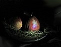 Picture Title - Still Life with Rosemary