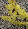Picture Title - TAMARACK YELLOW