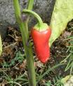 Picture Title - RED PEPPER