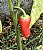 RED PEPPER