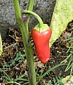 Picture Title - RED PEPPER