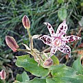 Picture Title - TOAD LILY