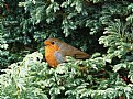 Picture Title - European Robin