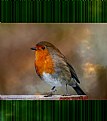 Picture Title - European Robin