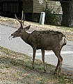 Picture Title - MULEY BUCK