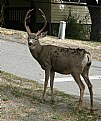 Picture Title - MULEY BUCK