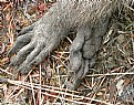 Picture Title - RACOON FEET