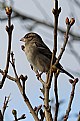 Picture Title - Sparrow