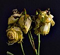 Picture Title - Wilted Roses
