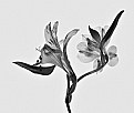 Picture Title - B&W Peruvian Lily