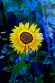 Picture Title - SunFlower