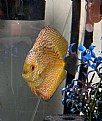 Picture Title - DISCUS