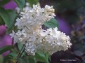 Picture Title - White Lilacs