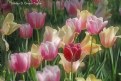Picture Title - Tulips 2