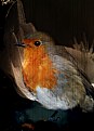 Picture Title - European Robin