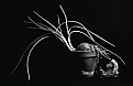 Picture Title - Just An Onion b&w