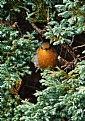 Picture Title - European Robin